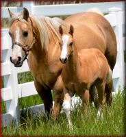 Northern_Hawk_foal1.jpg