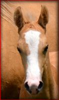 Northern_Hawk_foal2.jpg