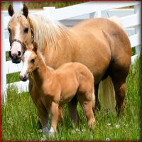 Northern_Hawk_foal3.jpg