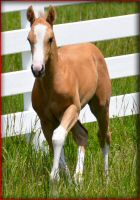 Northern_Hawk_foal4.jpg