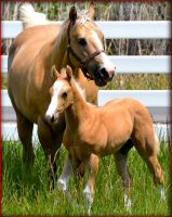 Northern_Hawk_foal.jpg