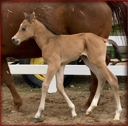 My-Sweet-Innocences-colt-3276.png