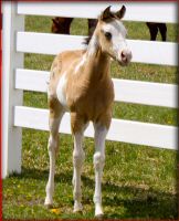 FI_filly_2014_2.jpg