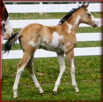 FI_filly_2014_3.jpg