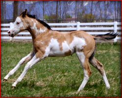FI_filly_2014.jpg