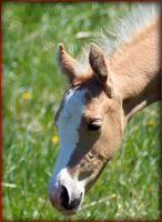 Turkey_filly1.jpg