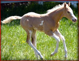 Turkey_filly2.jpg