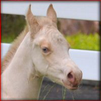 perlino_filly2.jpg