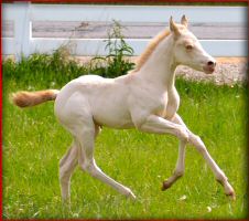perlino_filly3.jpg