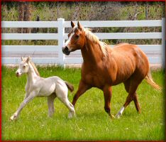 perlino_filly4.jpg
